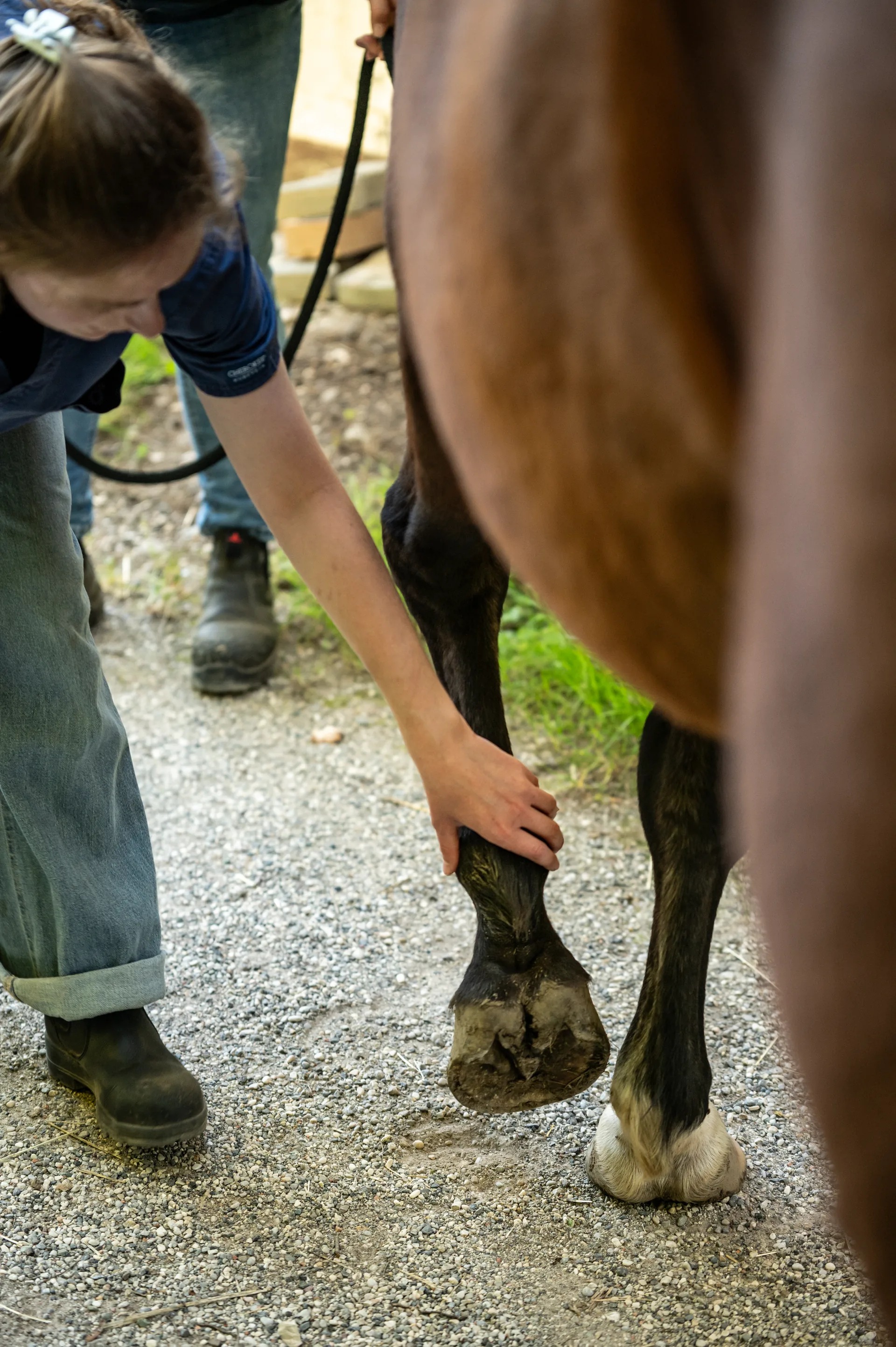 Veterinarski pregled konjeve noge
